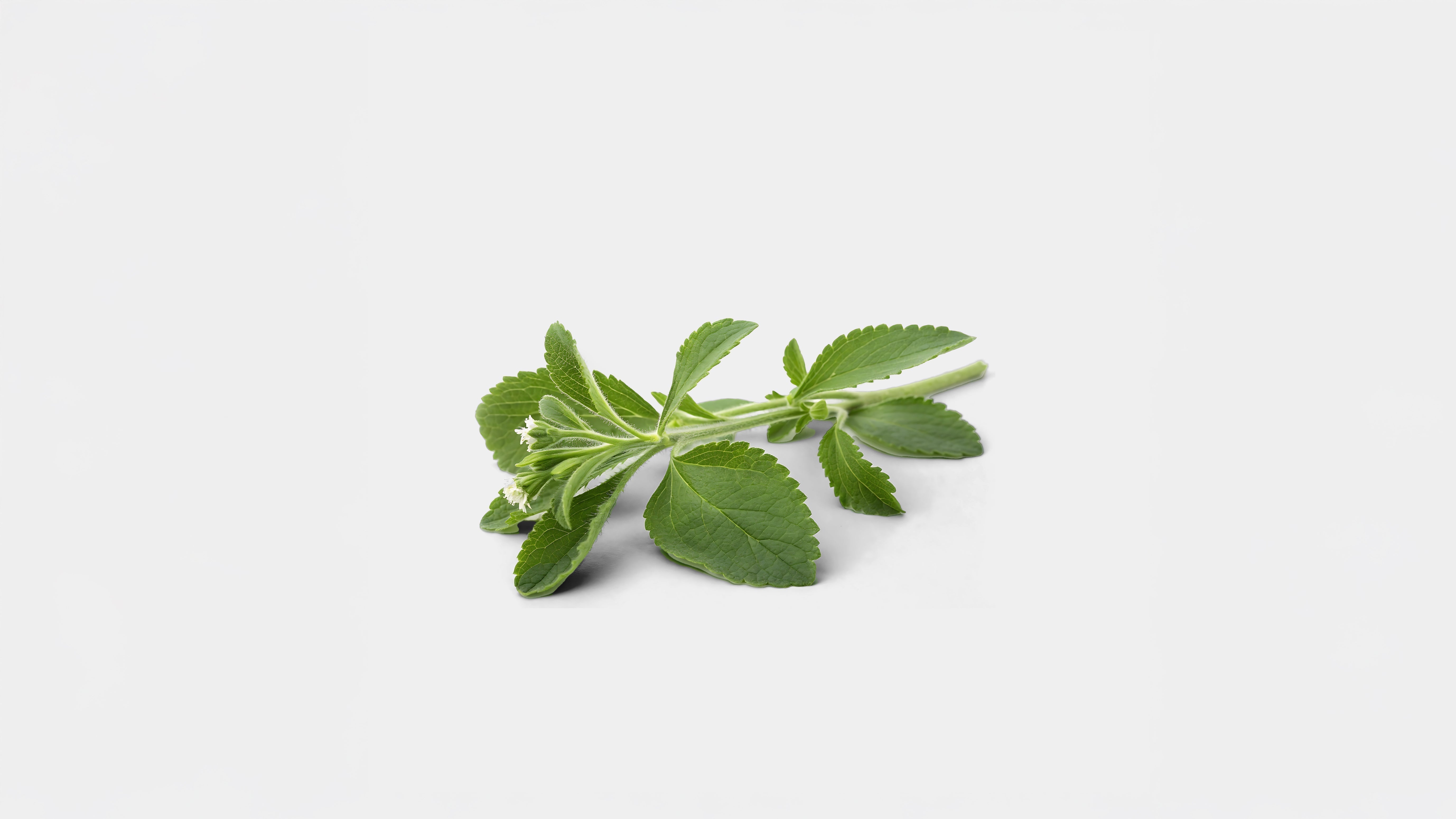 Stevia - REALIST
